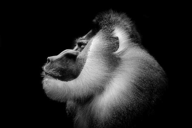 Wildlife in Black and White – Photo contest