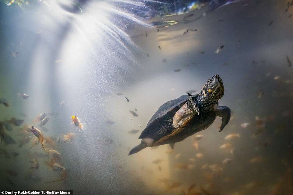 Golden Turtle 2022- Photo contest